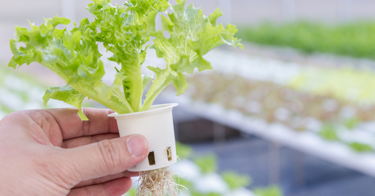 hydroponic farming benefits